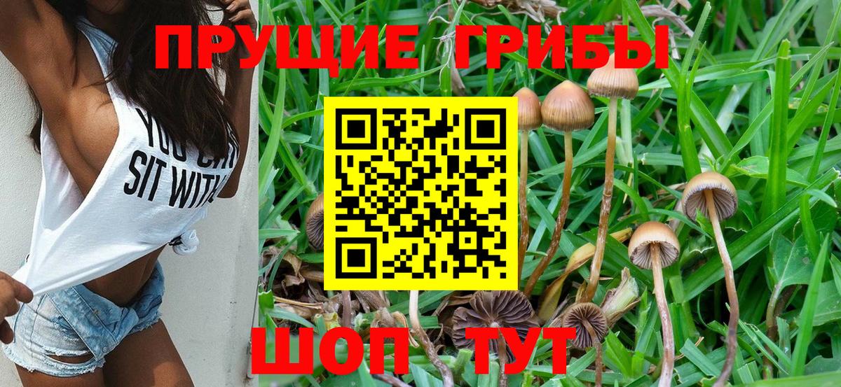 Гусь-Хрустальный  Псилоцибиновые грибы прущие грибы  Вход с VPN  Галлюциногенные грибы Psilocybe 